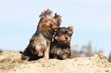 YORKSHIRE TERRIER 023